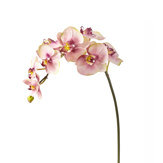 Tige d'Orchidée Phalaenopsis Budy