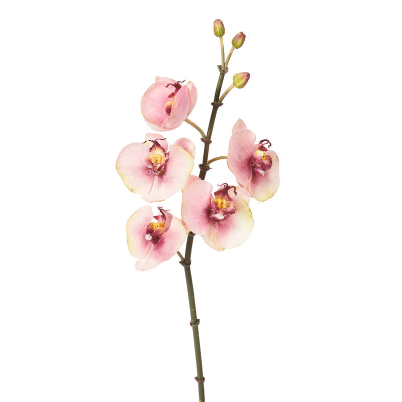 Tige d'Orchidée Phalaenopsis Budy