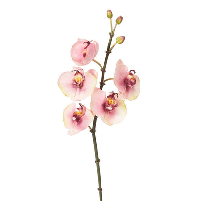 Tige d'Orchidée Phalaenopsis Budy