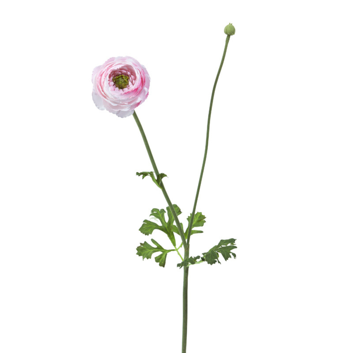 Tige de Renoncule avec Bourgeon