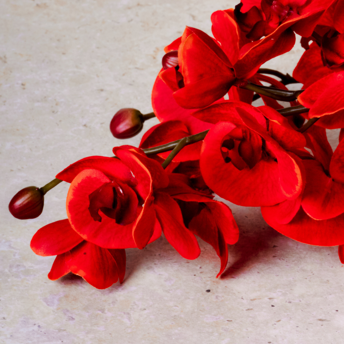 Tige d'Orchidée Phalaenopsis Forever