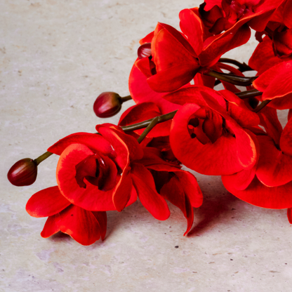 Tige d'Orchidée Phalaenopsis Forever