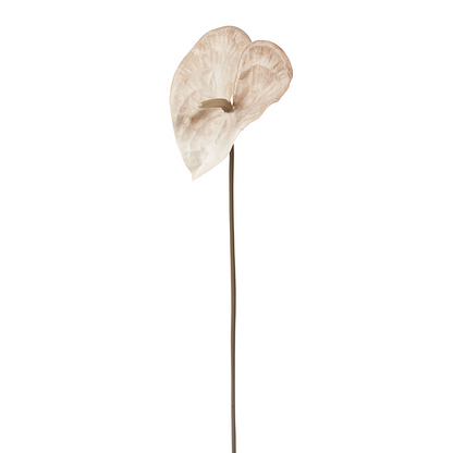 Tige d'Anthurium Ombré