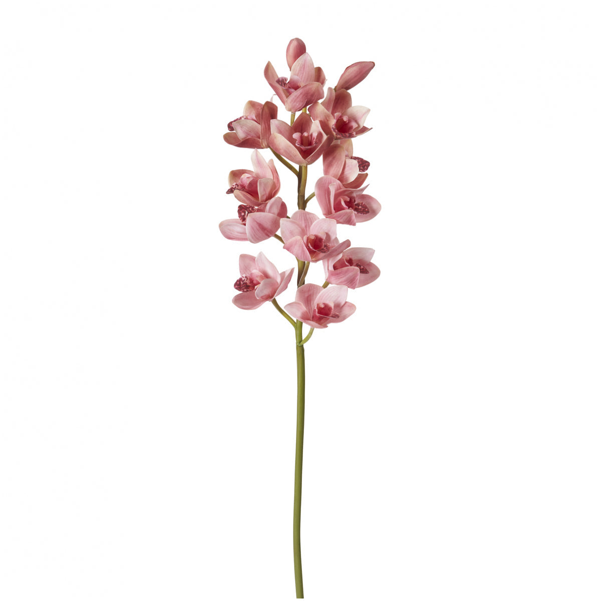 Tige d'orchidée Cymbidium