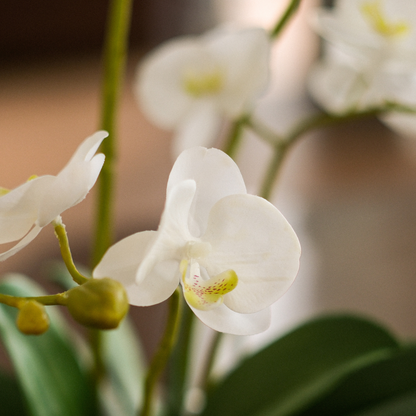 Composition d'Orchidée Artificielle Petit format
