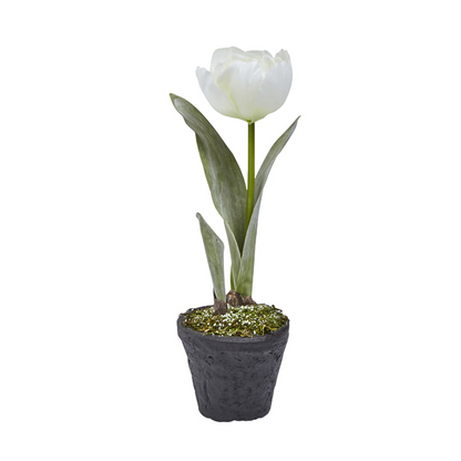 Tulipe Givrée en Pot