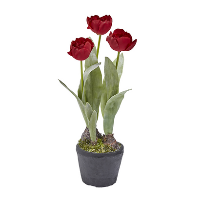 Tulipes givrées en pot