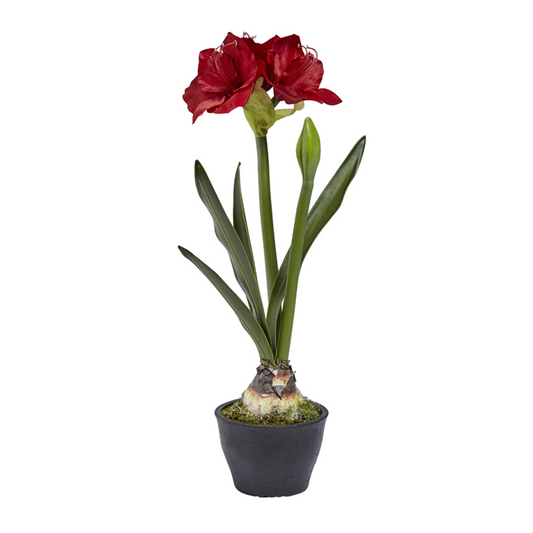Amaryllis en pot