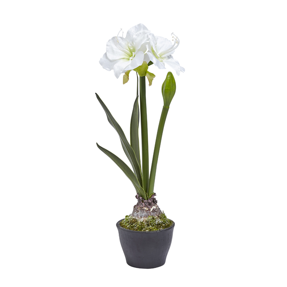 Amaryllis en pot