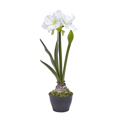 Amaryllis en pot