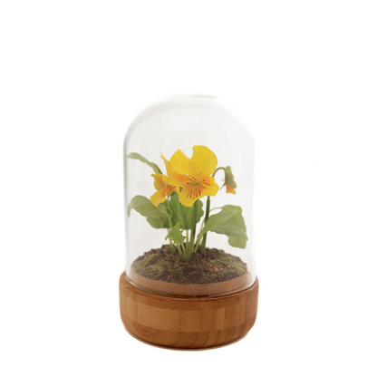 Composition de Pensées sous cloche