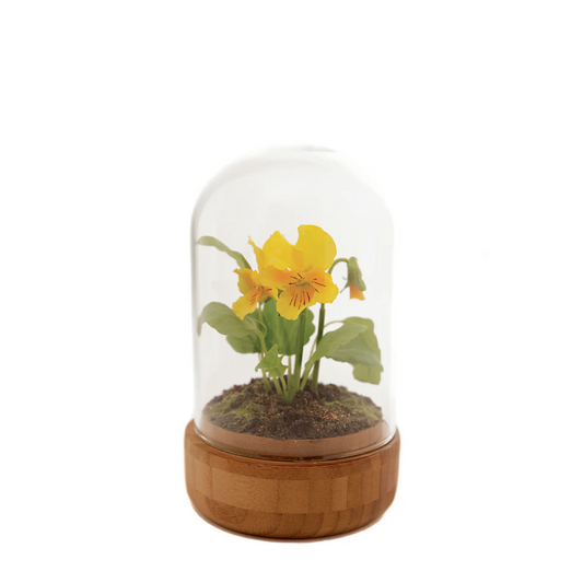 Composition de Pensées sous cloche