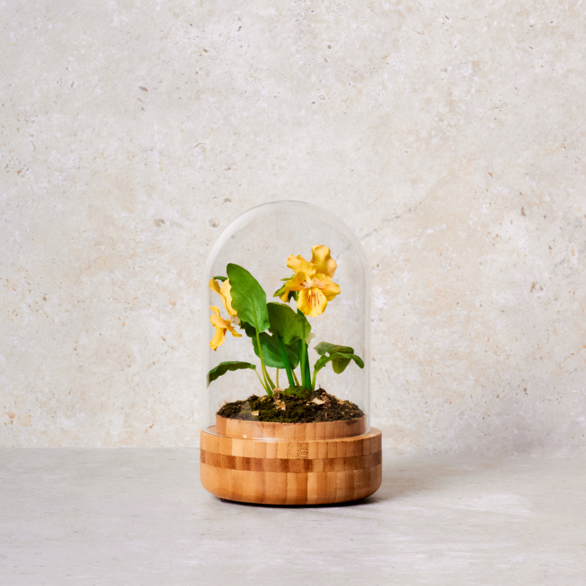 Composition de Pensées sous cloche