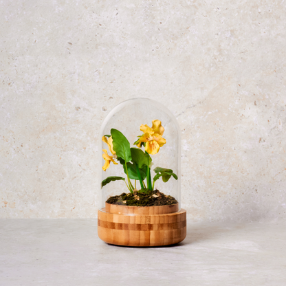 Composition de Pensées sous cloche