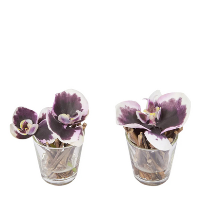 Orchids Artificiales en Illusion d'Eau Sissi