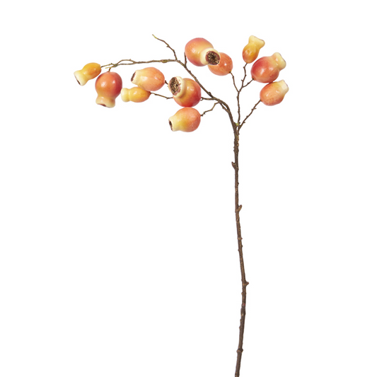 Branche d'Églantier