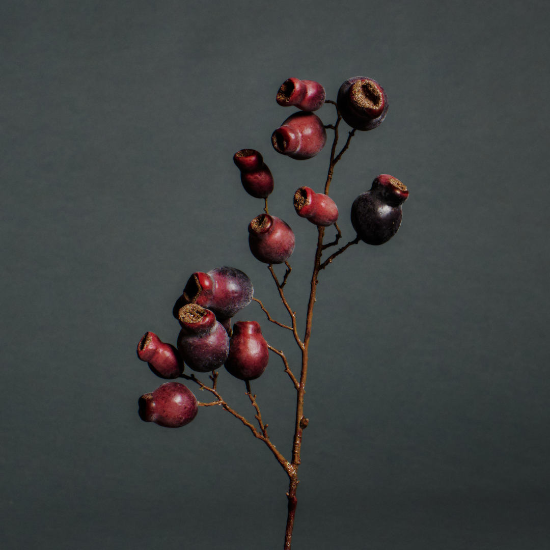 Branche d'Églantier