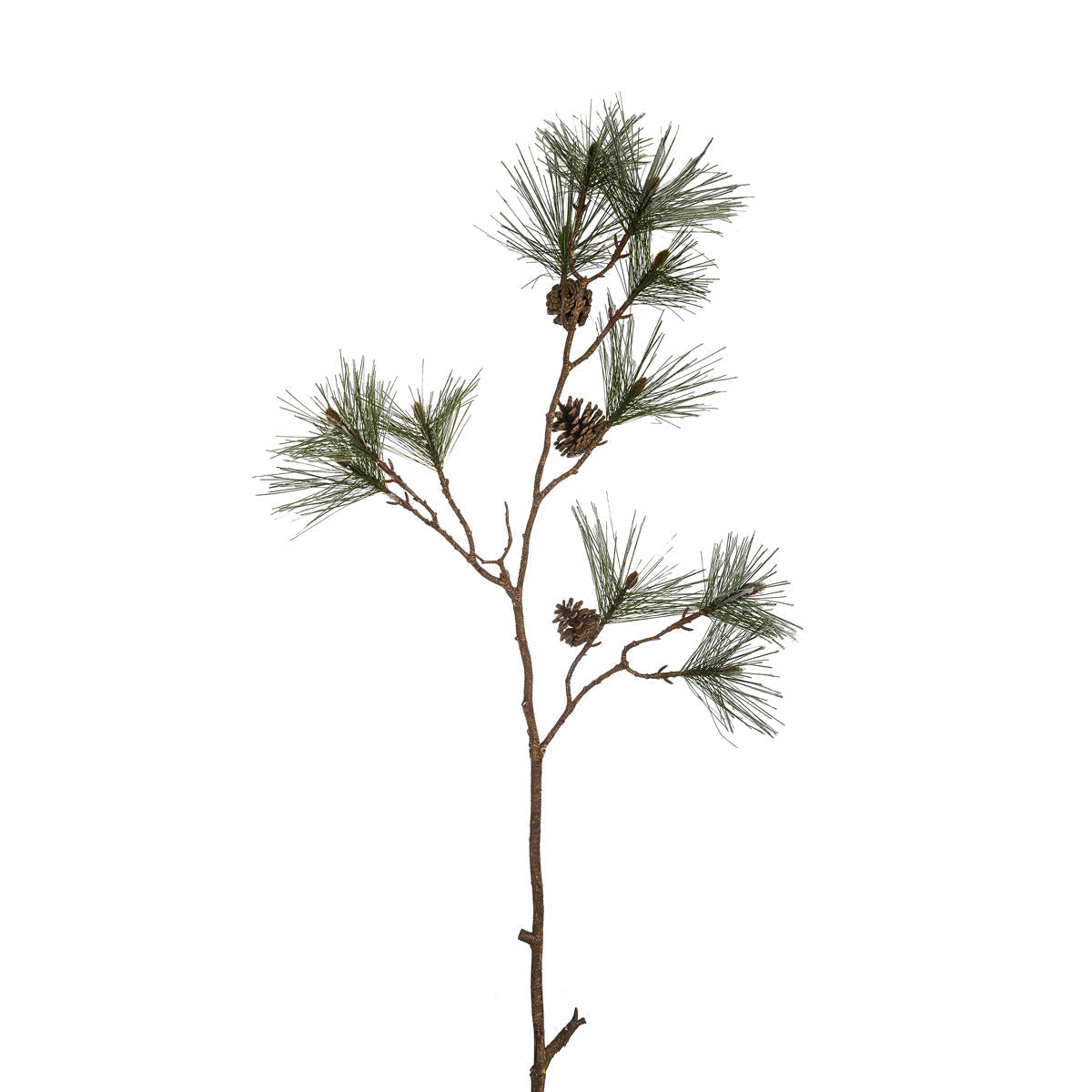 Branche de pin enneigée