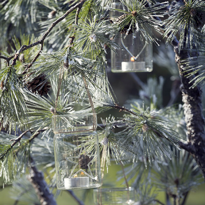 Branche de pin enneigée