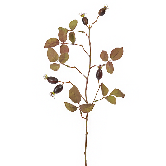 Feuillage de rosiers sauvages