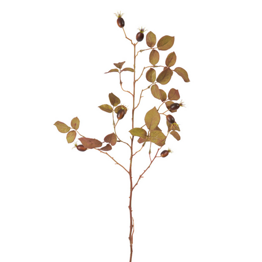 Feuillage de rosiers sauvages