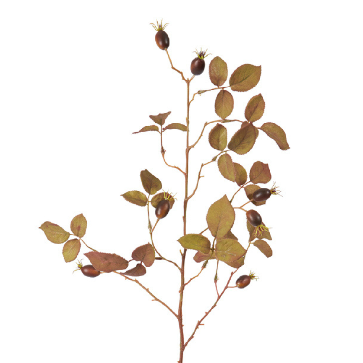 Feuillage de rosiers sauvages