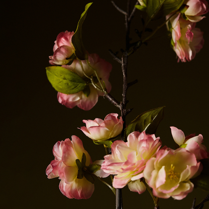 Tige de Fleurs de Cerisier