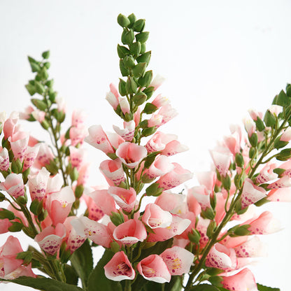 Tige de Digitale Pourprée