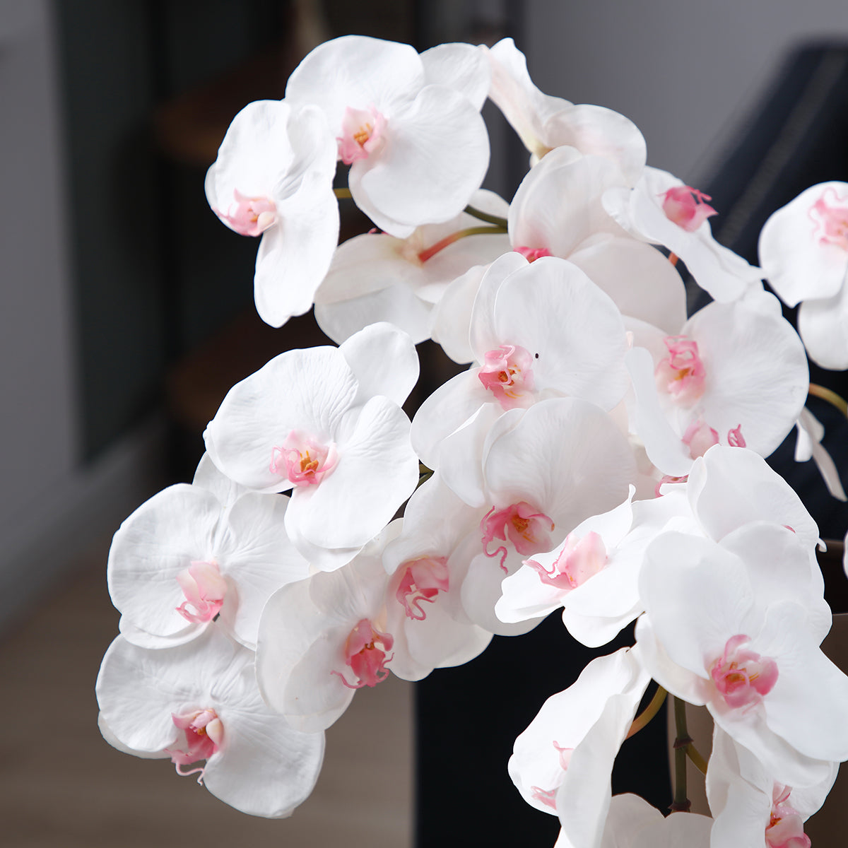 Tige d'Orchidée Bandailan