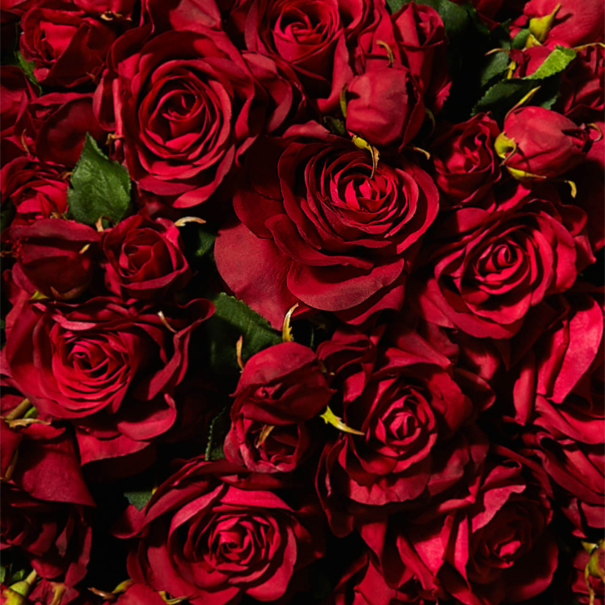 Tige de rose avec bourgeon