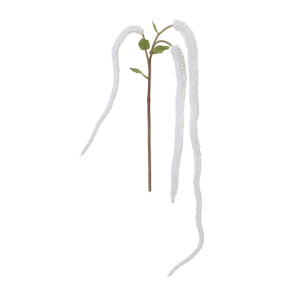 Feuillage tombant de Setaria