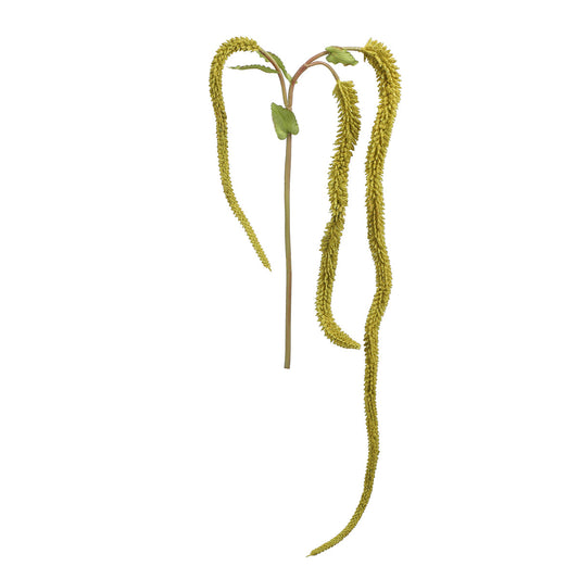 Feuillage tombant de Setaria