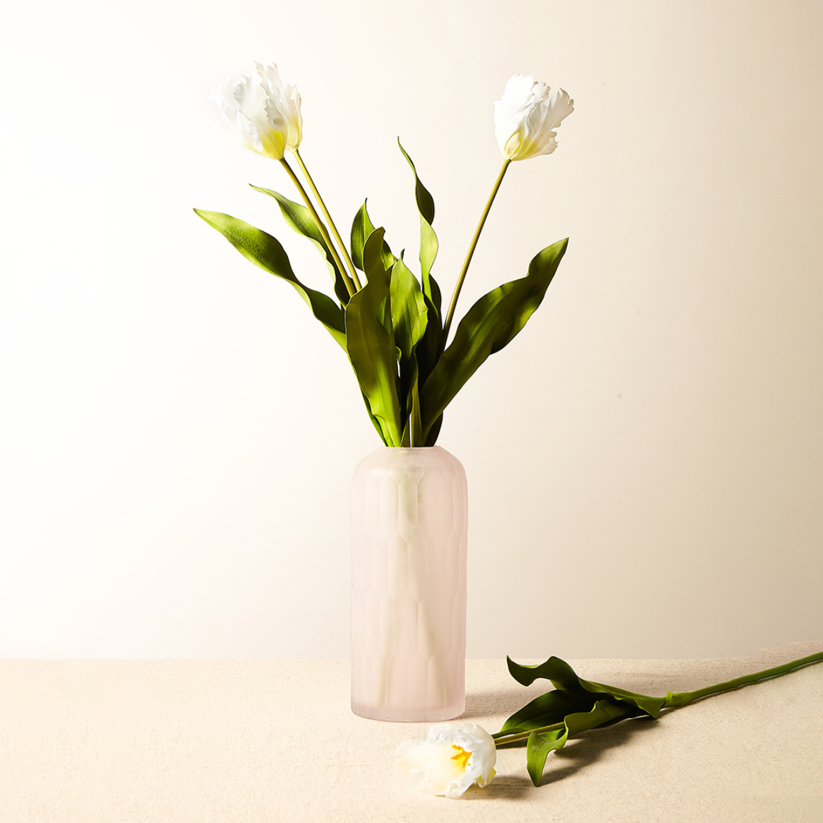 Tige de Tulipe Perroquet