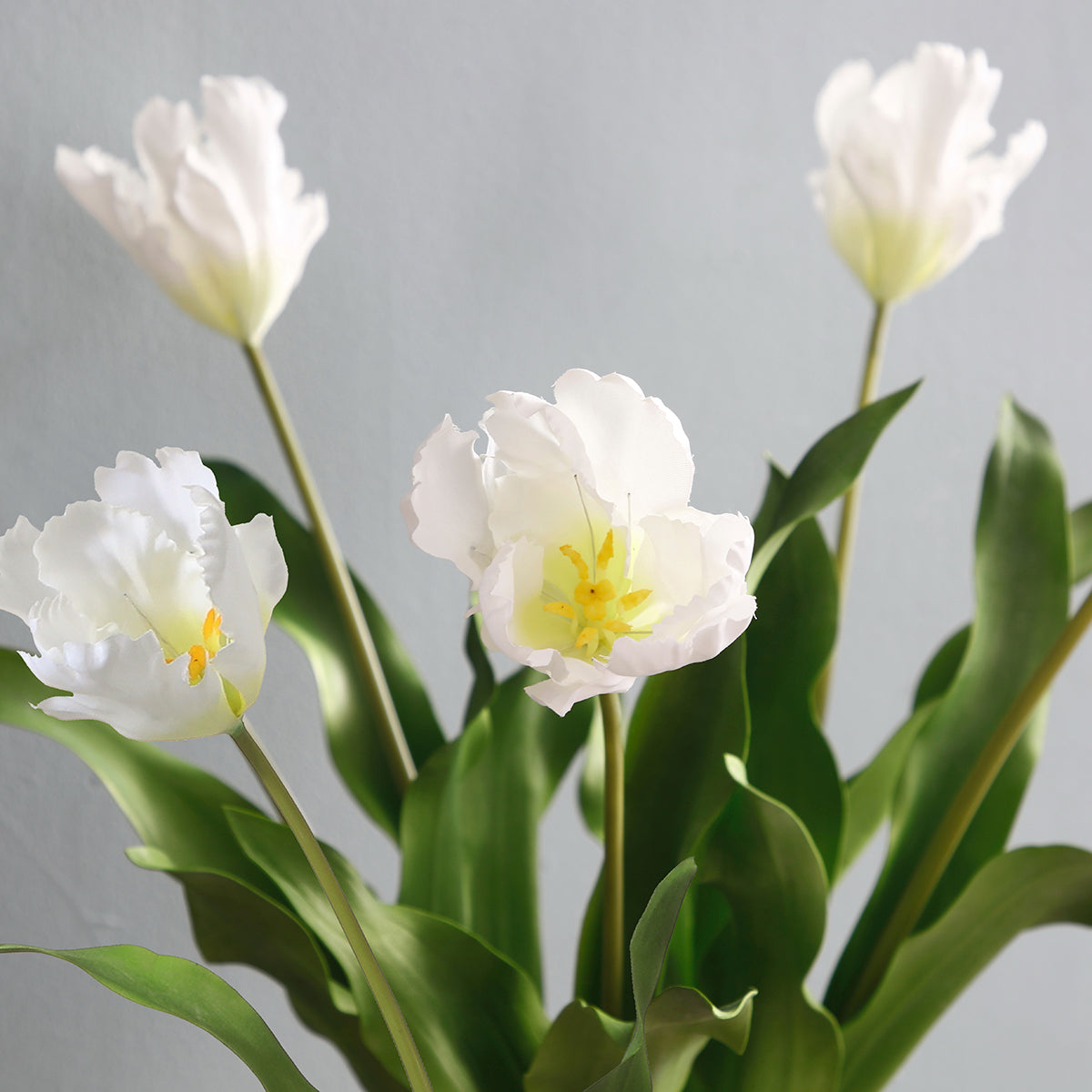 Tige de Tulipe Perroquet