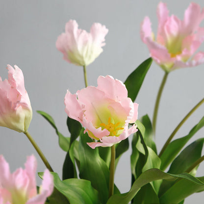 Tige de Tulipe Perroquet