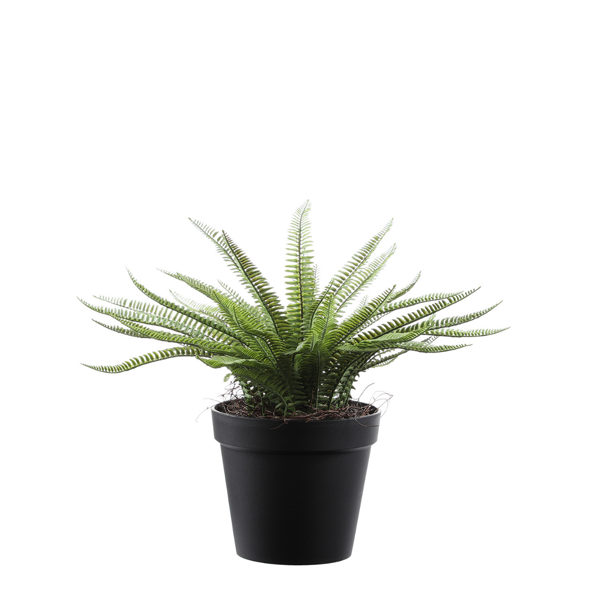 Arbuste Fleur en Pot