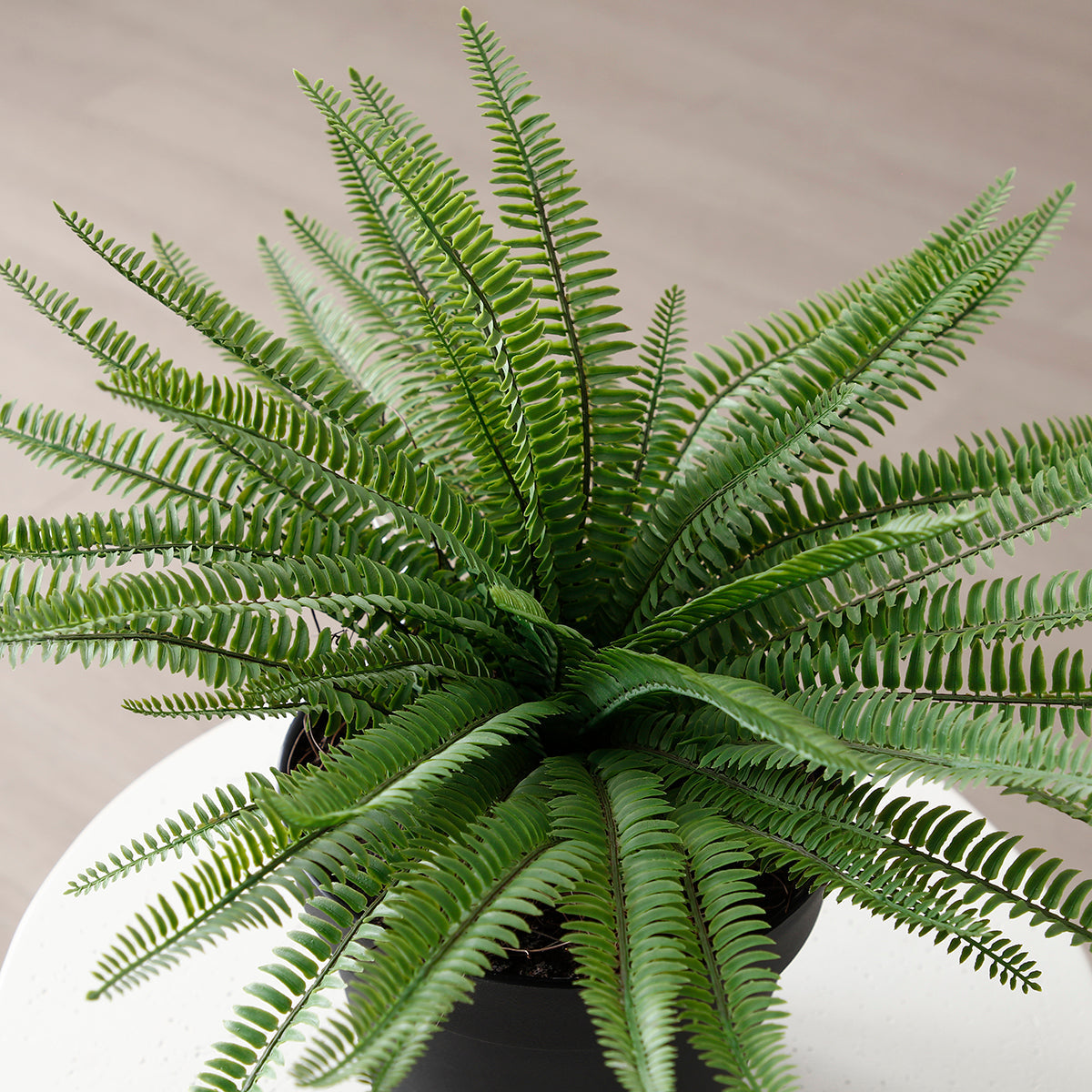 Arbuste Fleur en Pot