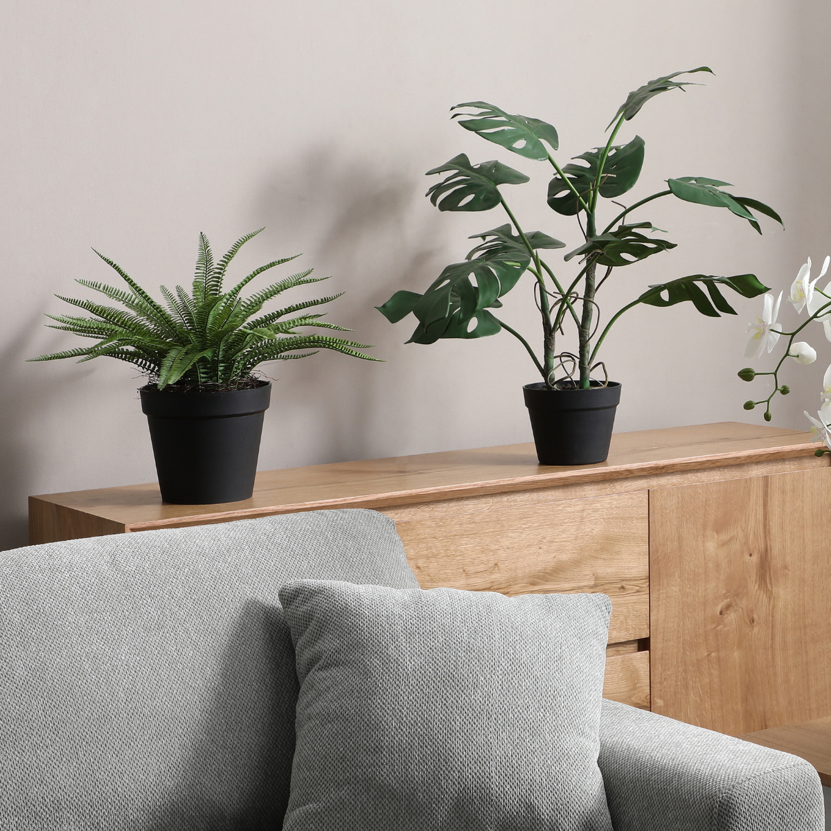 Arbuste Fleur en Pot