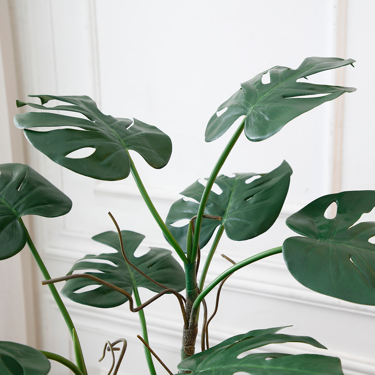 Monstera en pot
