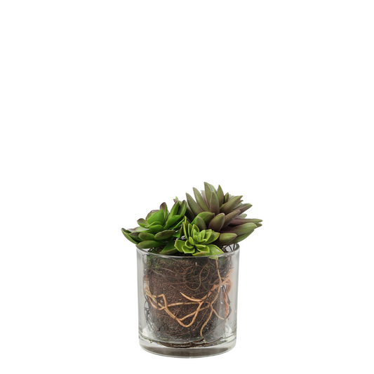Composition de Succulentes en vase transparent Petit Format