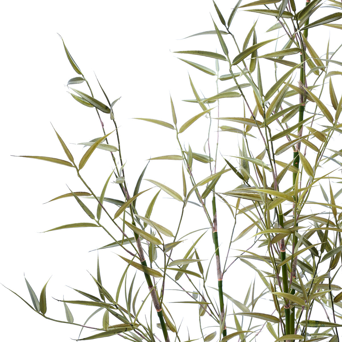 Arbre Bambou en Pot 125cm