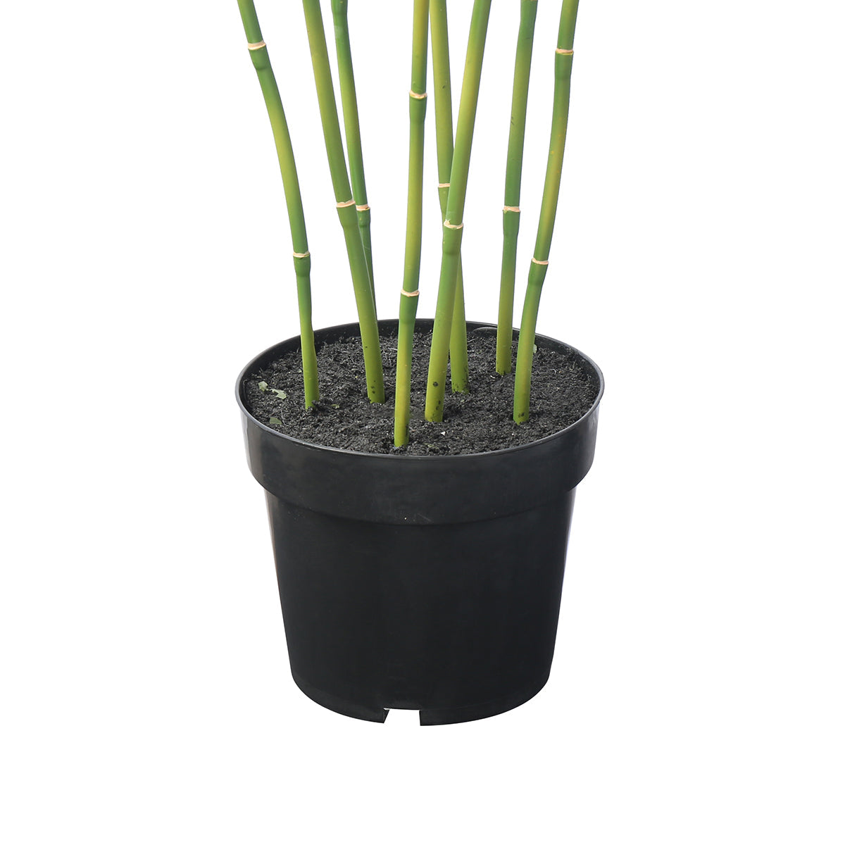 Arbre Bambou en Pot 125cm