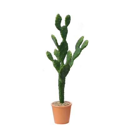 Cactus en pot