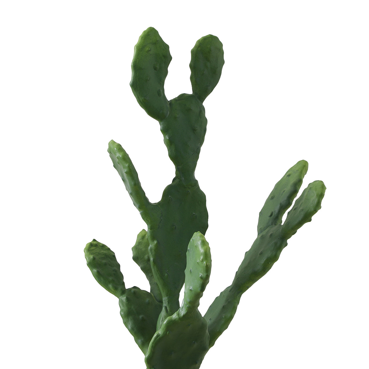 Cactus en pot