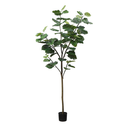 Arbre Ficus parapluie en pot 210cm
