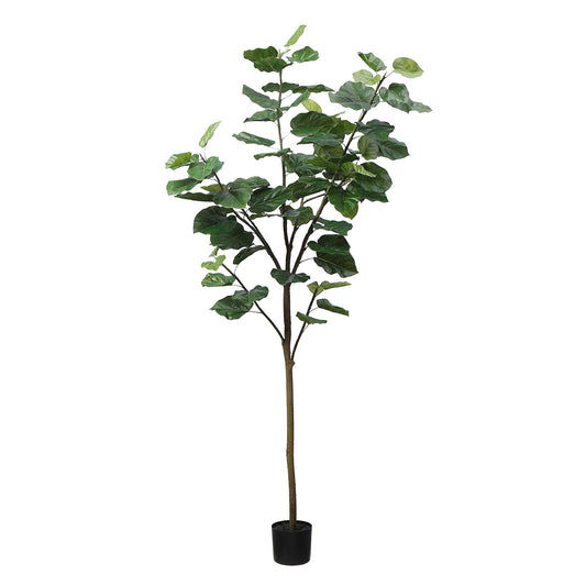 Arbre Ficus parapluie en pot 210cm