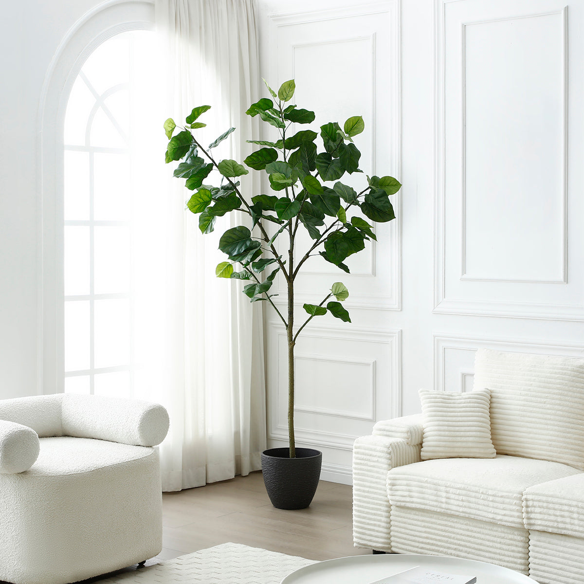 Arbre Ficus parapluie en pot 210cm