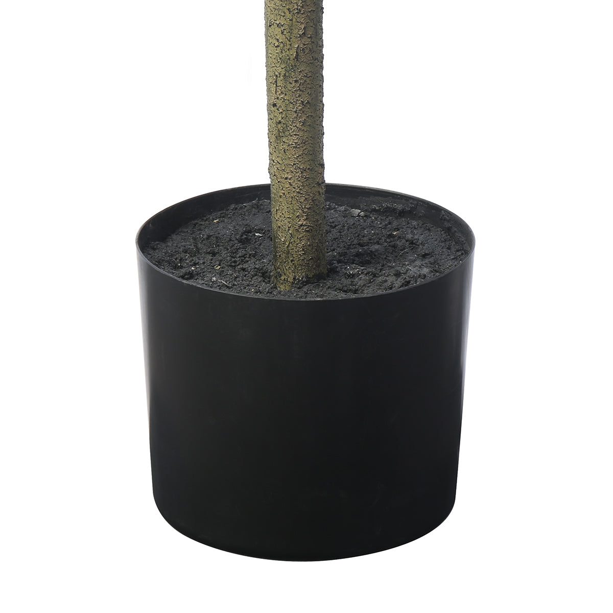 Arbre Ficus parapluie en pot 210cm