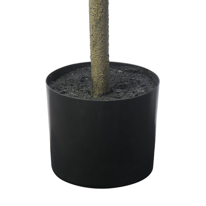 Arbre Ficus parapluie en pot 210cm
