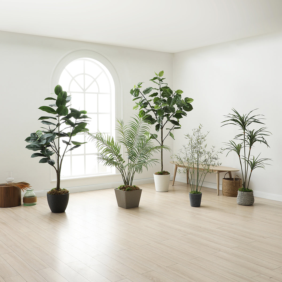 Arbre Ficus parapluie en pot 210cm